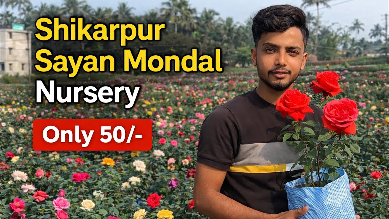 Shikharpur Sayan Mondal Nursery | মাত্র ৫০ টাকায় সুন্দর গোলাপ 🌹