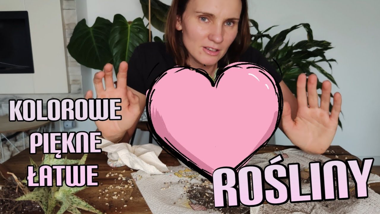 Aloesy dla każdego🙂🌿rosną jak szalone