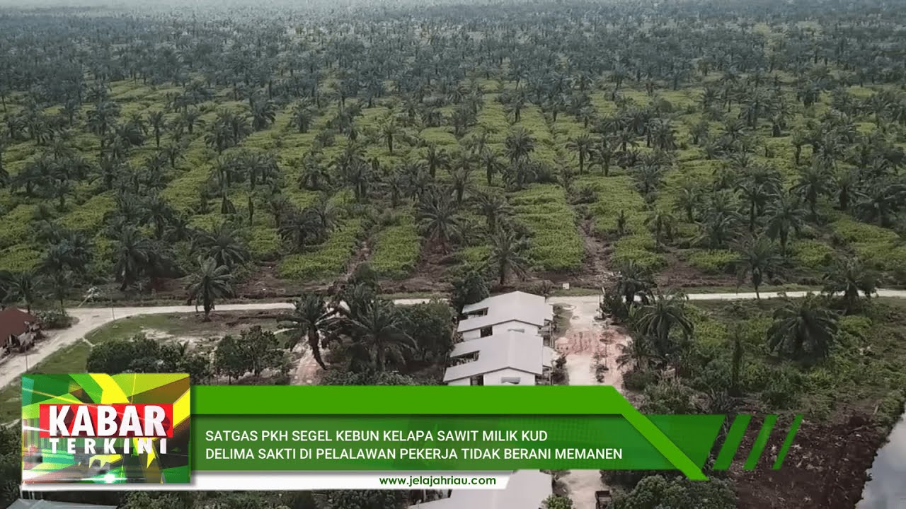 SATGAS PKH SEGEL KEBUN KELAPA SAWIT MILIK KUD DELIMA SAKTI DI PELALAWAN PEKERJA TIDAK BERANI MEMANEN