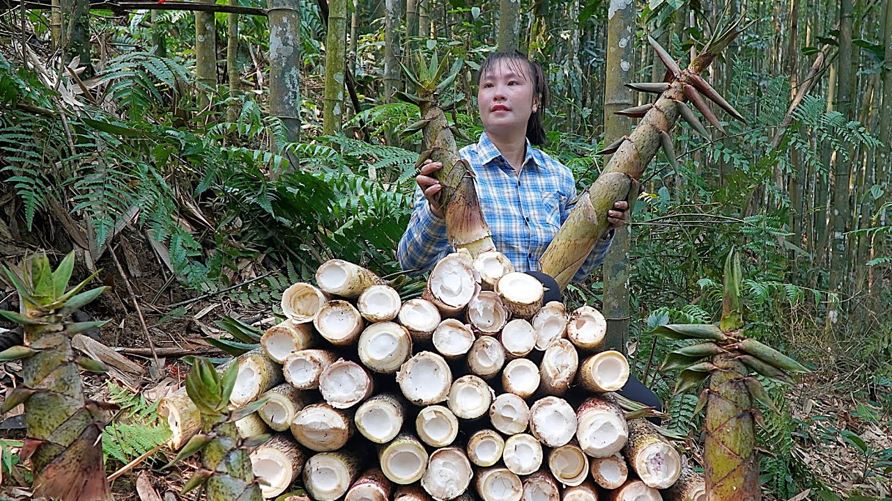A single mother harvests bamboo shoots to sell and earn money to support her daughter | Lý Tiểu Vy