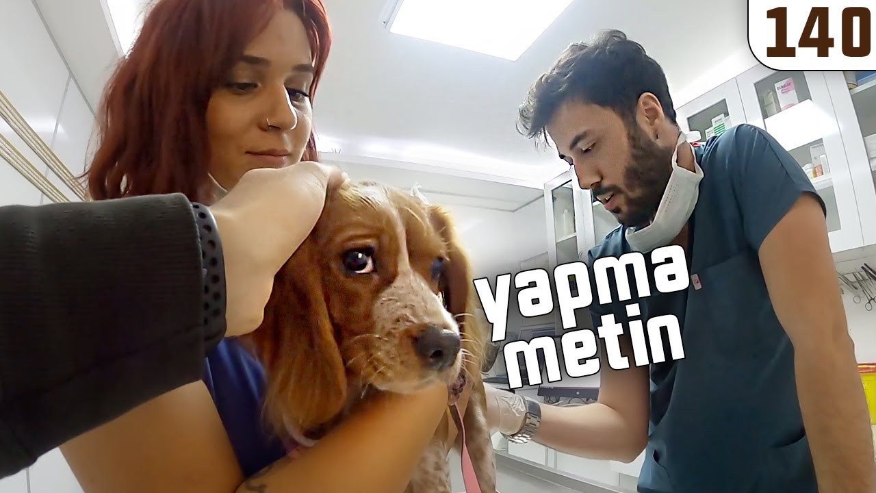 King Charles Yavrusu 🐶 Sevgi Delisi ve Örme Tokası Var 😆 DAISY: YAPMA METİN! - #DoBiDa 140