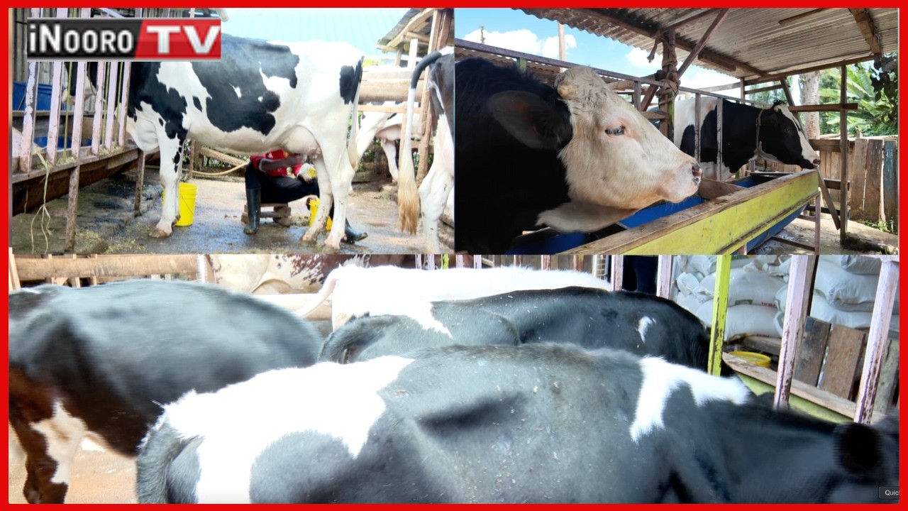 Ũrĩthia wa ng’ombe na Mogan Farm #MũgamboWaMurĩmi