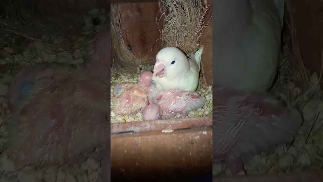 Albino black eye|Albino red eyes|love birds|breeding season 
