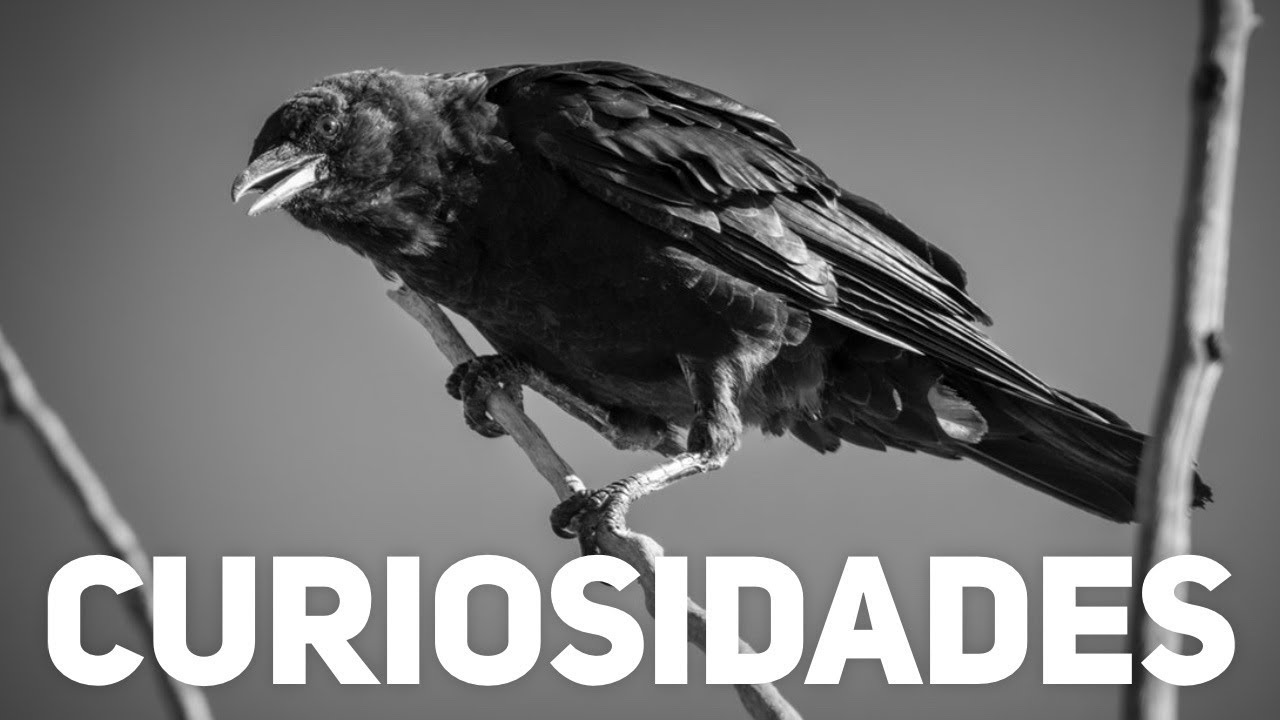 FATOS SOBRE CORVOS QUE V&Atilde;O DEIXAR VOC&Ecirc; FASCINADO