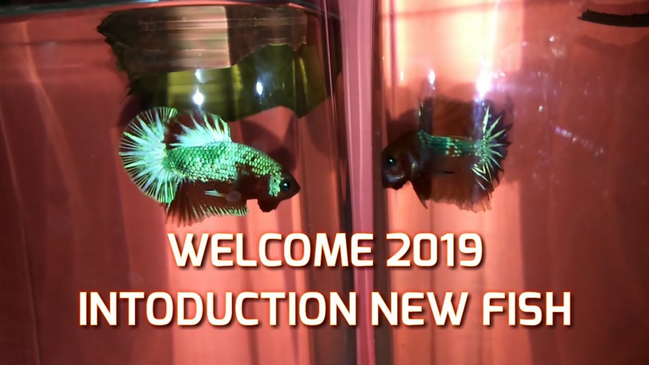 Bettas Indonesia Back again 2019