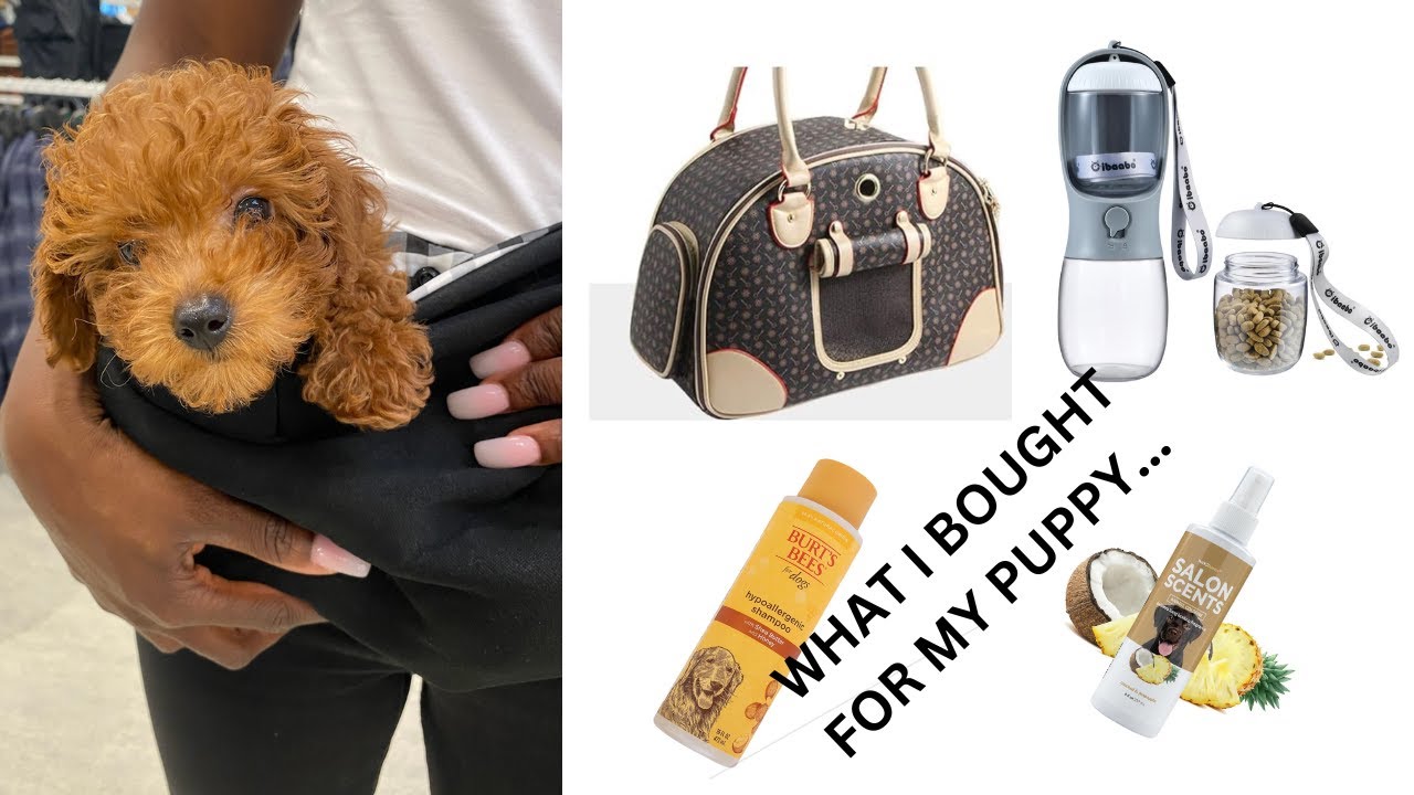 What  I Bought My New Puppy | Haul | Toy Poodle 🐶😍