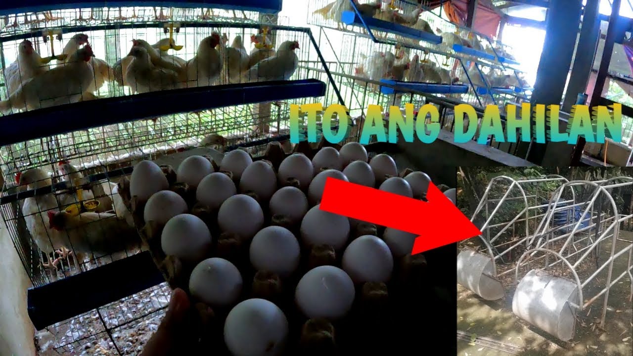 NANG DAHIL SA FARROWING PEN | TERZAGHI TV