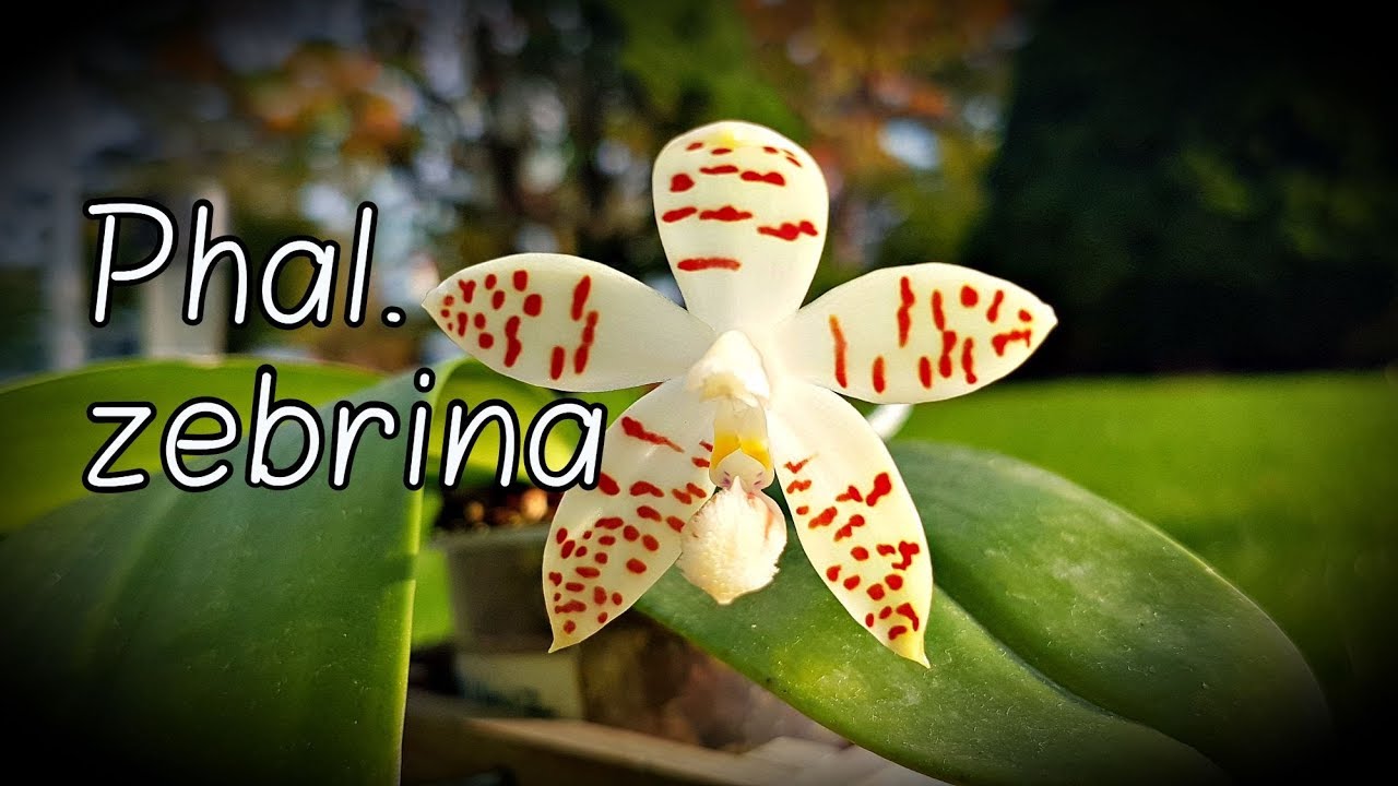 Обзор орхидеи Phal. zebrina