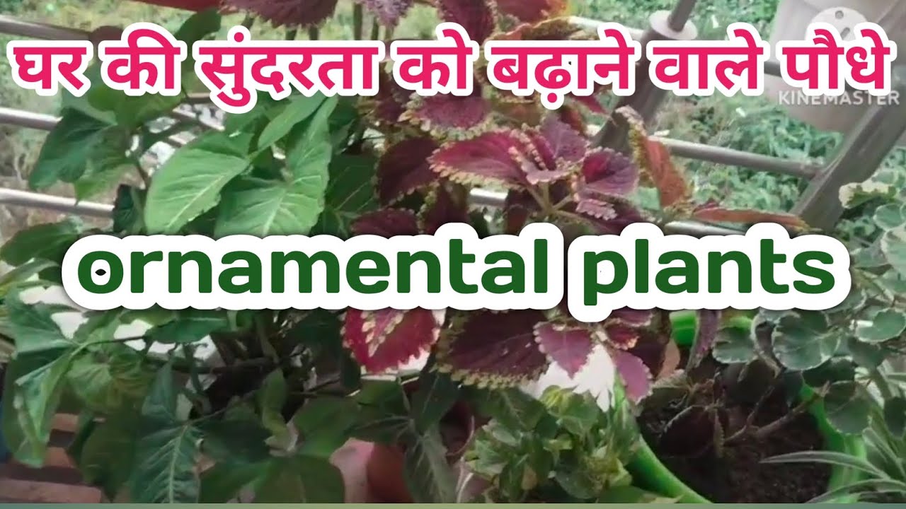 Plants that enhance the beauty of the home 🏠