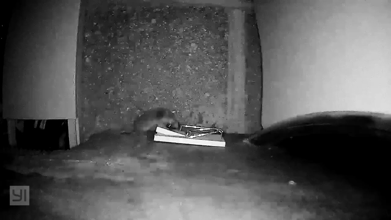 Pi&egrave;ge &agrave; souris - Tapette &agrave; souris