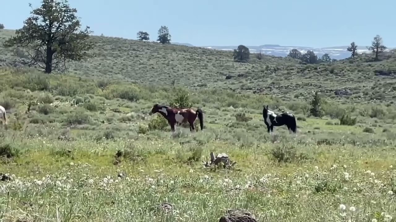 A Roaming-Wild Time on a SE Oregon Range