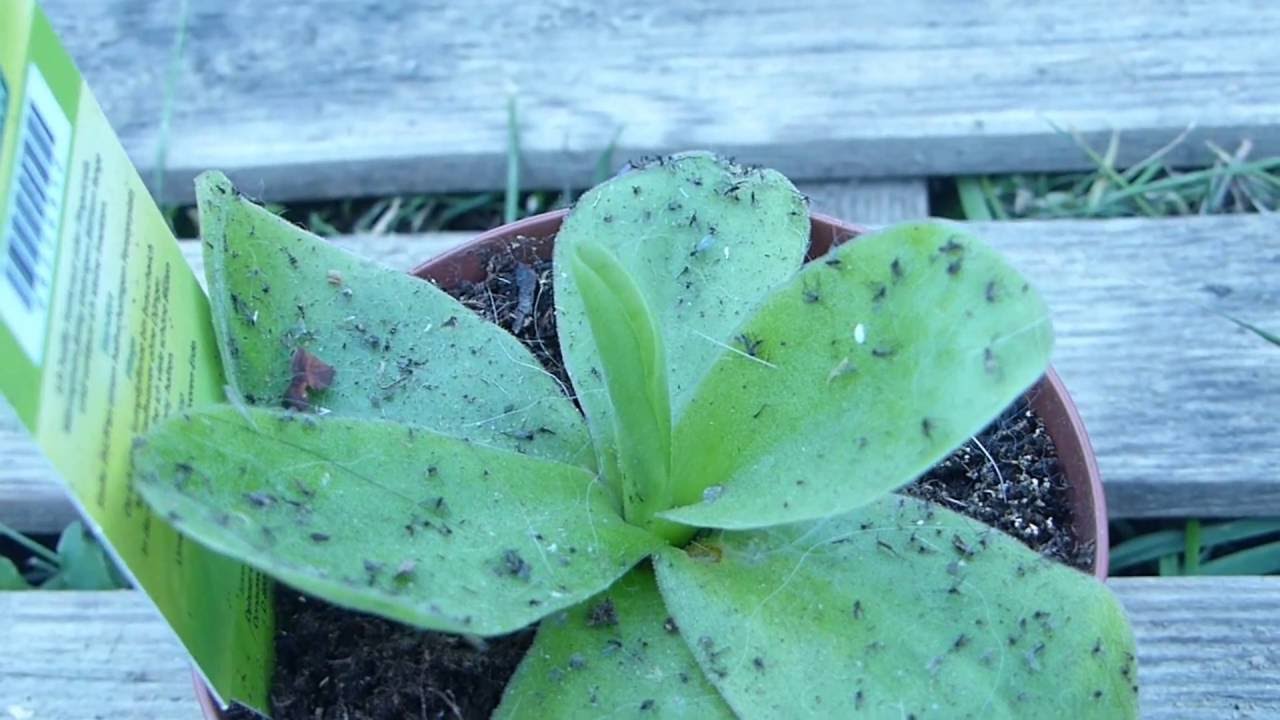 Fettkraut ( Pinguicula) so f&auml;ngt es seine Beute