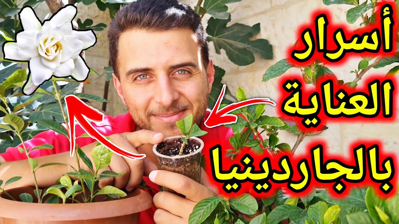 العناية بالجاردينيا ، 5 نصائح مهمة حتى تحصل على نبات جاردينيا صحية رهيبة 👍🏻🌱