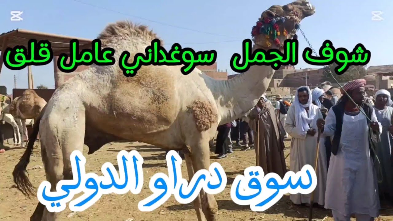 ارتفاع اسعار جمال اللحم بسوق دراو ٩ مارس ٢٠٢٥