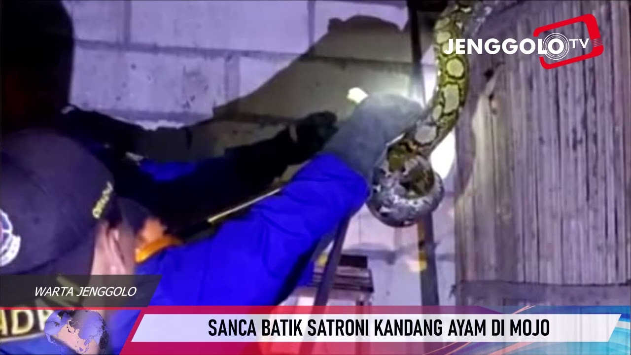 SANCA BATIK SATRONI KANDANG AYAM DI MOJO