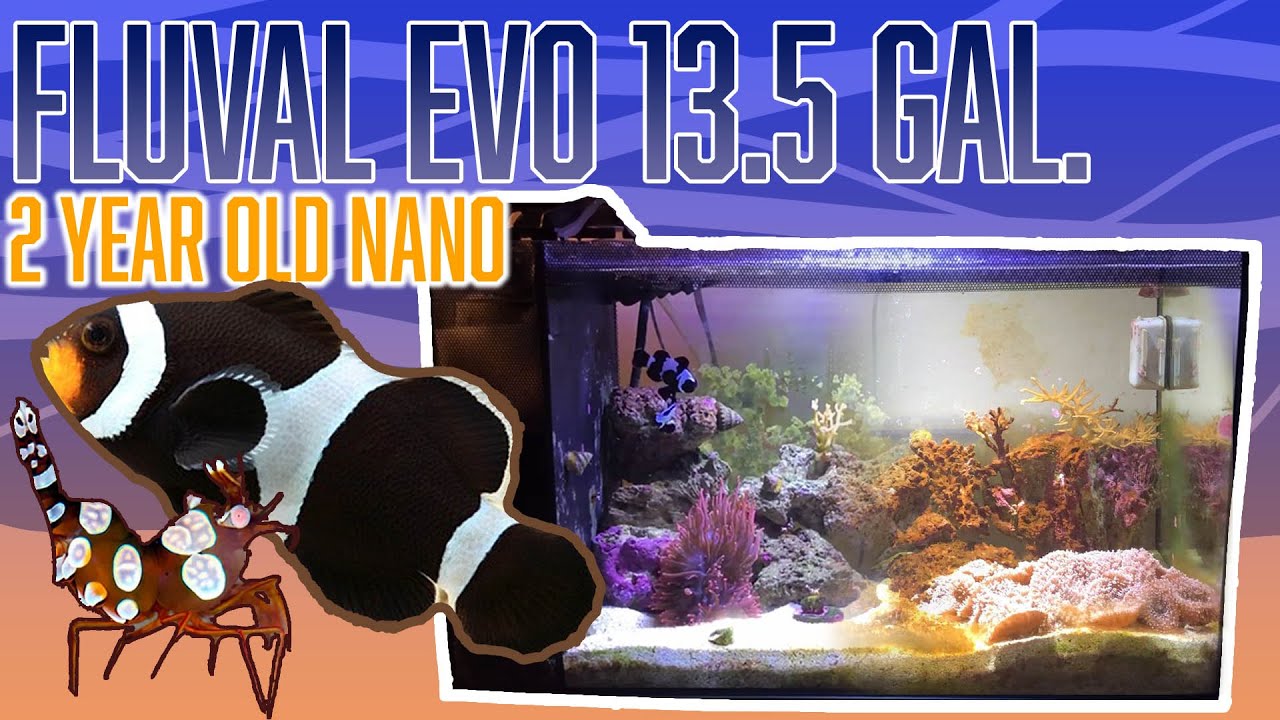 Fluval Evo 13.5 Nano Saltwater Reef | 2 Year Update - Sexy Shrimp, Clownfish & Coral