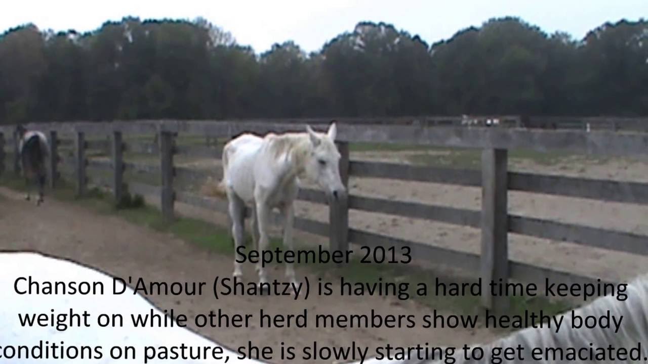 Feeding the senior horse - Old Horse Care