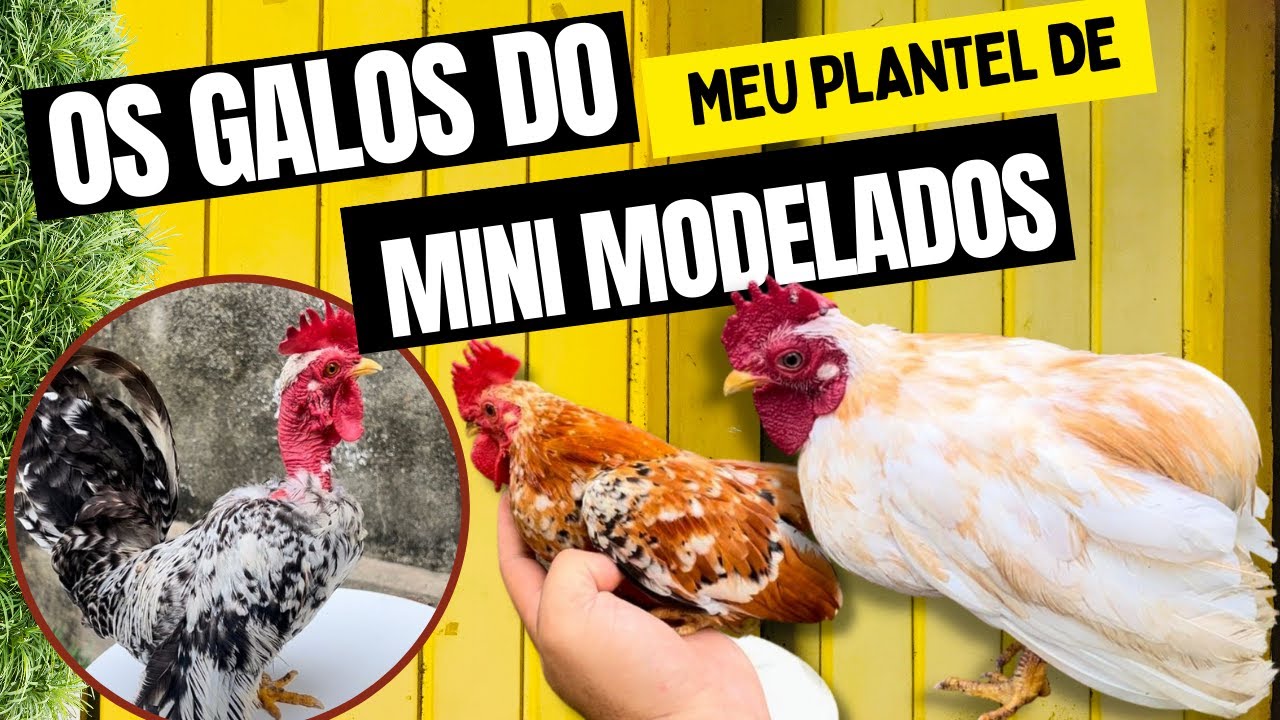 OS GALOS DO MEU PLANTEL DE MINI MODELADOS