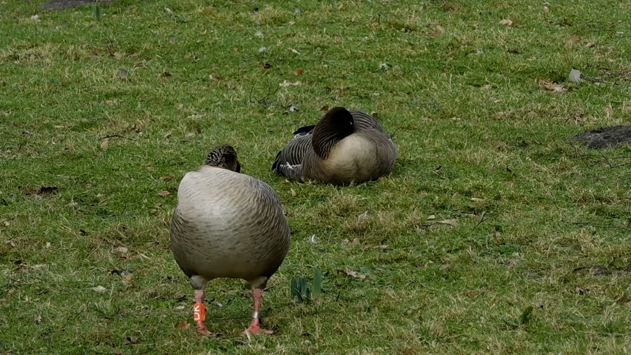 Pink Footed Geese