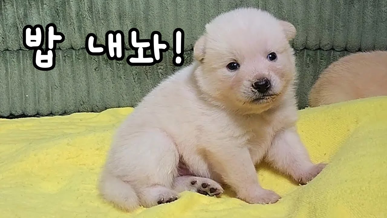 분유 말고 밥 주세요! 밥!