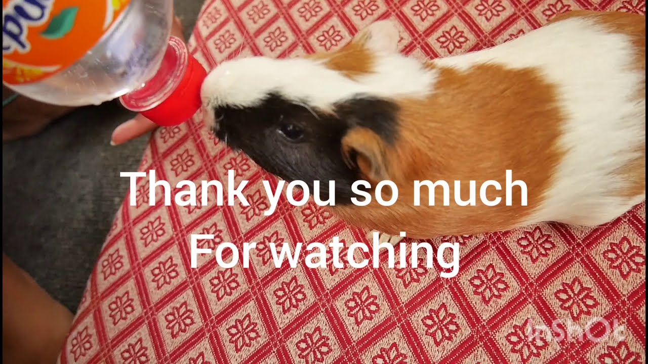 How to make water bottle for guinea pigs