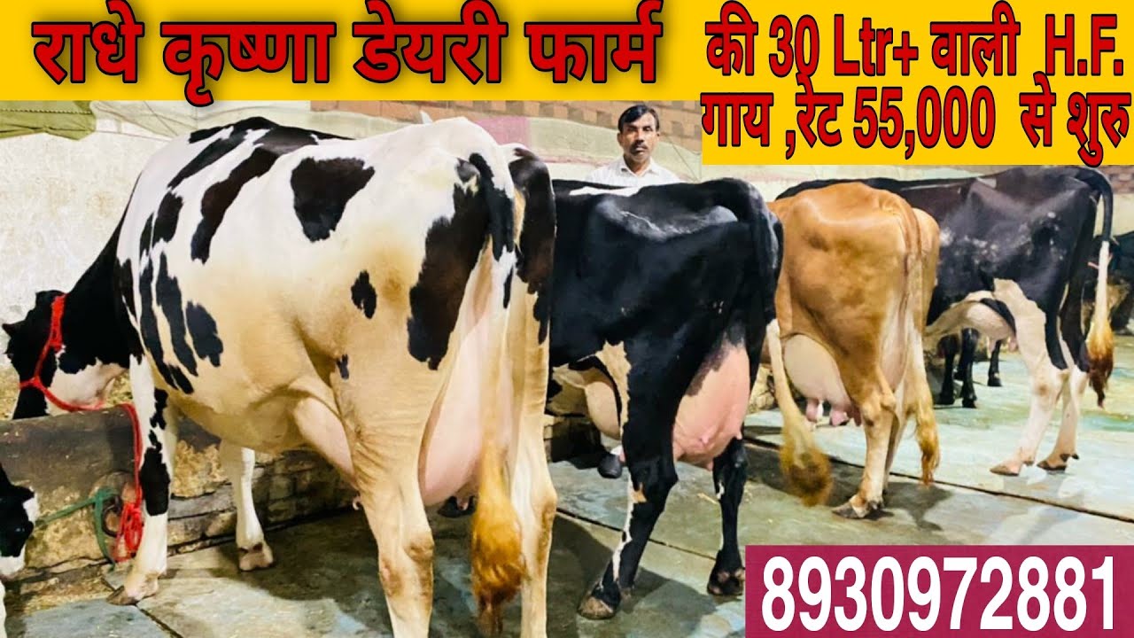 🏅❤️🔥Top Quality Pure HF and Cross Breed Cow's Big Supplier In All India at low Cost👈 📞8930972881
