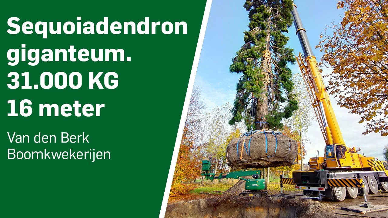 Sequoiadendron giganteum - Baljuwplein Spijkenisse