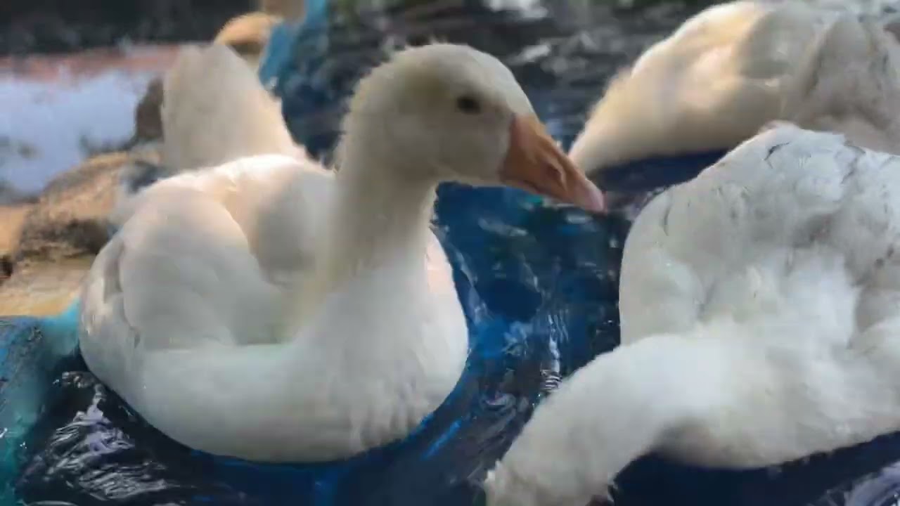 Kaz havuzu, havuz temizleme ve aşılama #goose #kaz #kazhavuzu