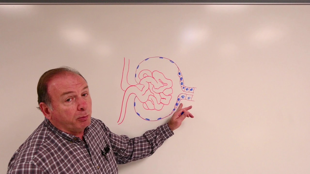 Urinary histology 2