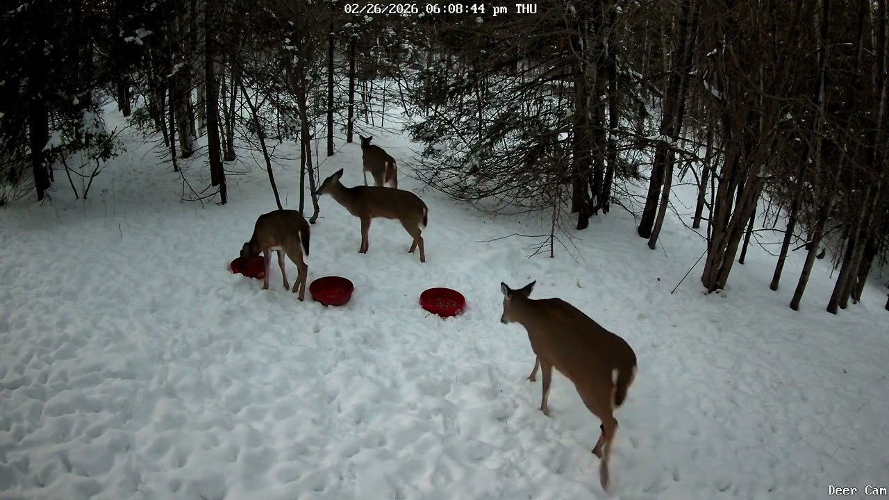 Deer 2-26-2026 5:59 PM