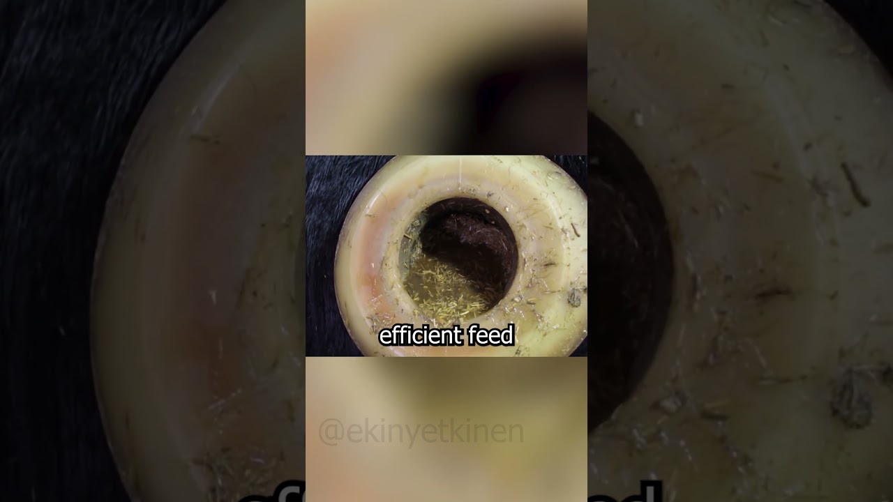 Why is there a hole in the cow's stomach? 😲