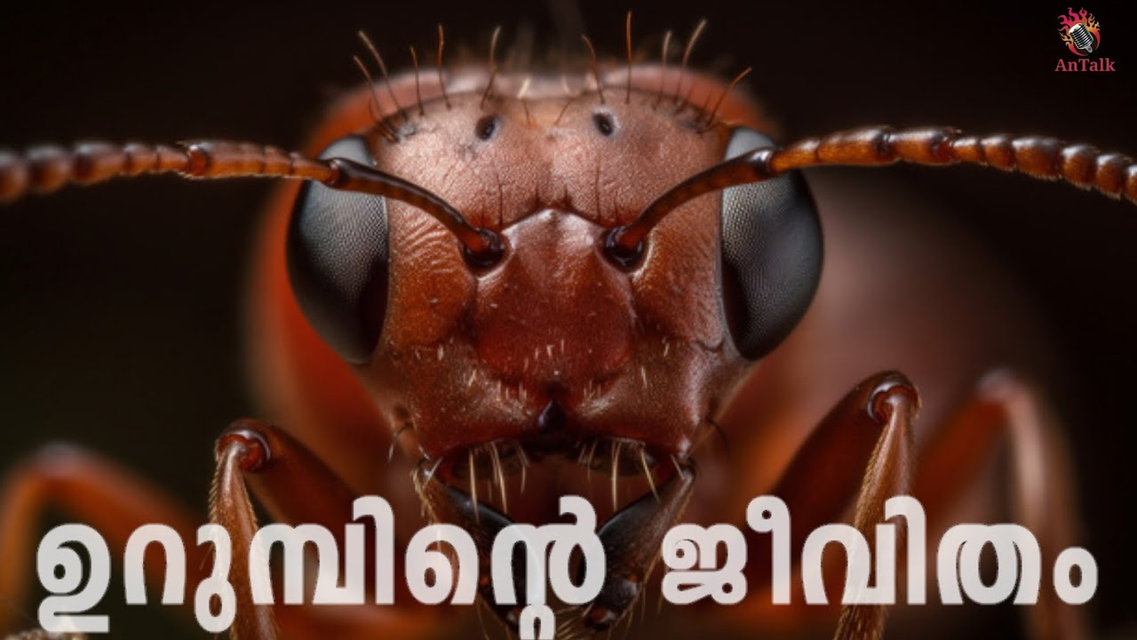 ഉറുമ്പിന്റ ജീവിതം | The Largest Civilization in The World | AnTalk #science  #antalk 