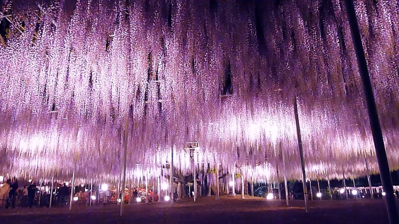 あしかがフラワーパークの大藤 見ごろ（Most Beautiful　Wisteria Flowers　of The World）