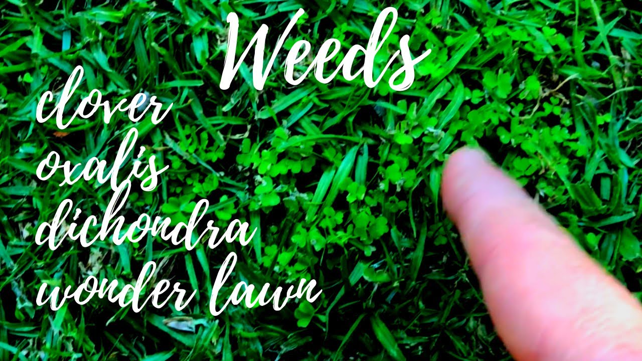 Getting rid of Weeds in my Kikuyu and Bermuda grass/ /clover/Oxalis/dichondra/wonder lawn