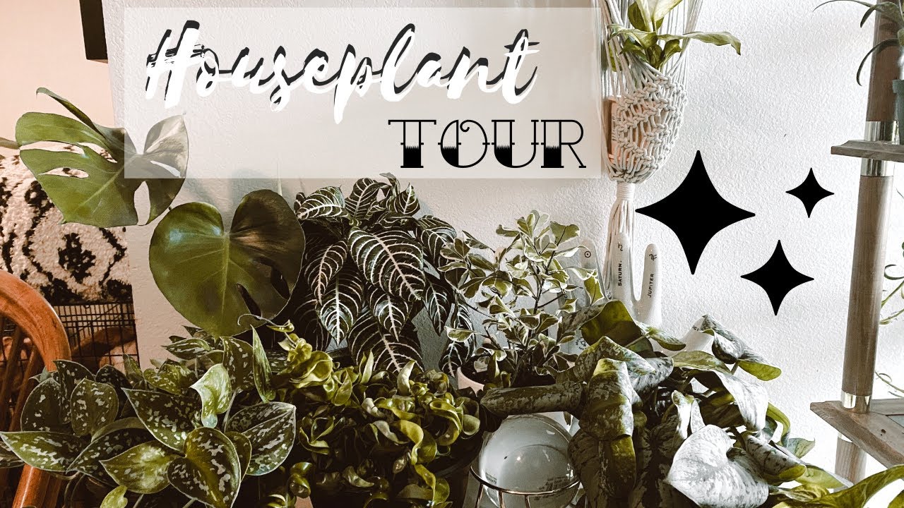 Houseplant TOUR - come see all of my plant babies!