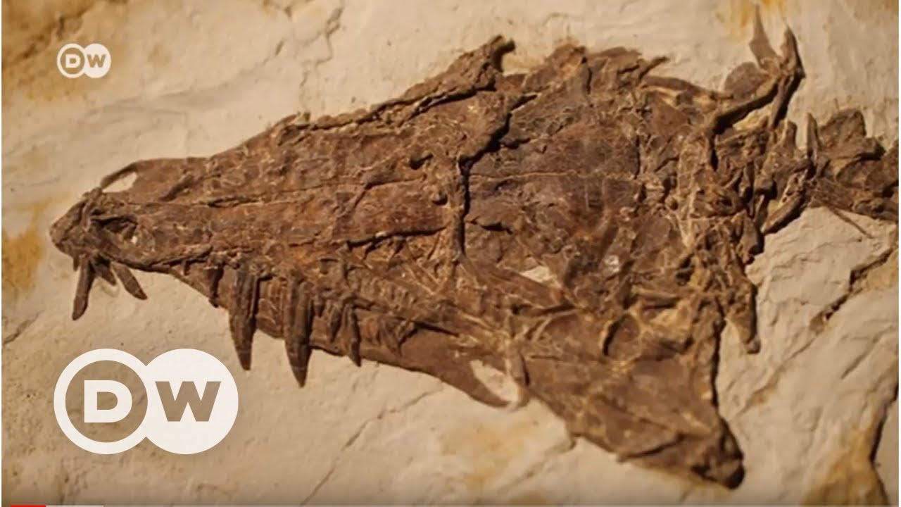 İnşaattan dinozor çıkarsa… - DW Türkçe