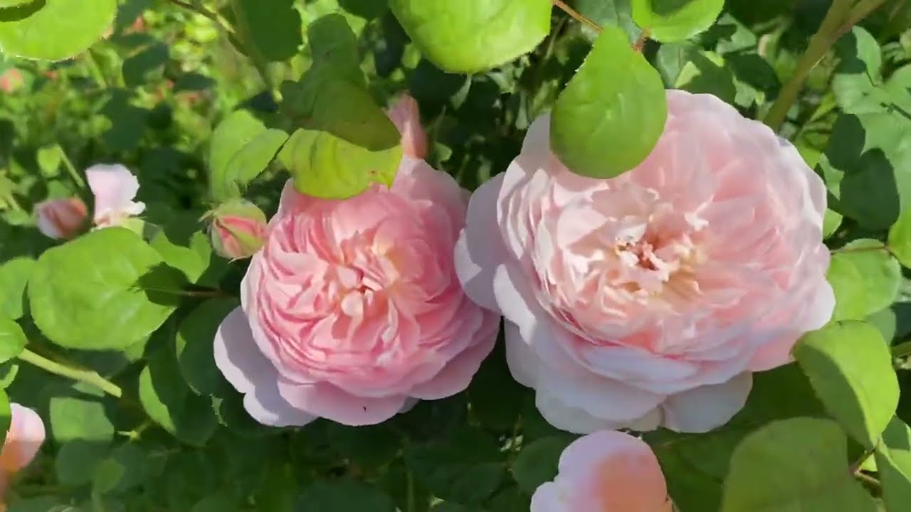 David Austin Special, Englische Rosen