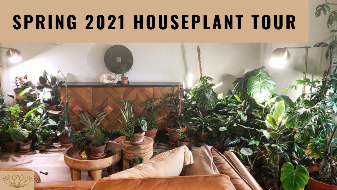 Indoor Houseplant Tour | Houseplant Collection Spring 2021