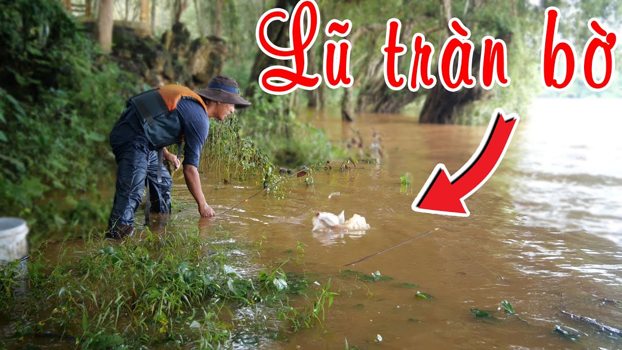 Cắm câu cá lăng mùa nước lũ sông Bé ✅
