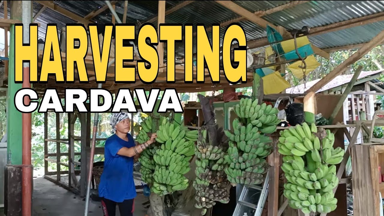 HARVESTING CARDAVA