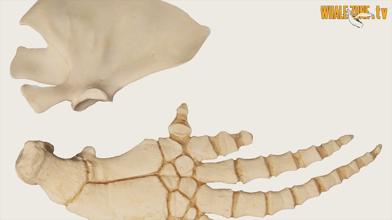 How Whales and Dolphins use their Fins? | WHALEZONE.TV S2E6