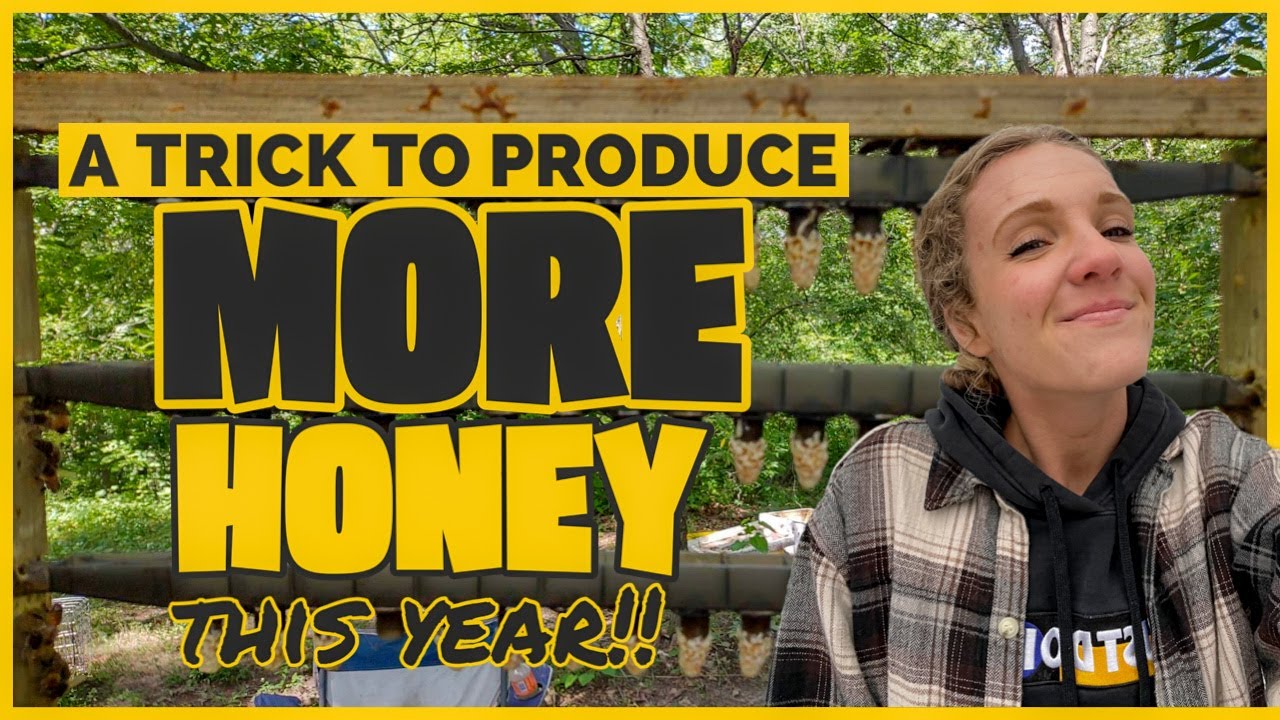 How To Produce MORE HONEY And A Better WINTER SURVIVAL Rate / Beekeeping 101 #beekeeping