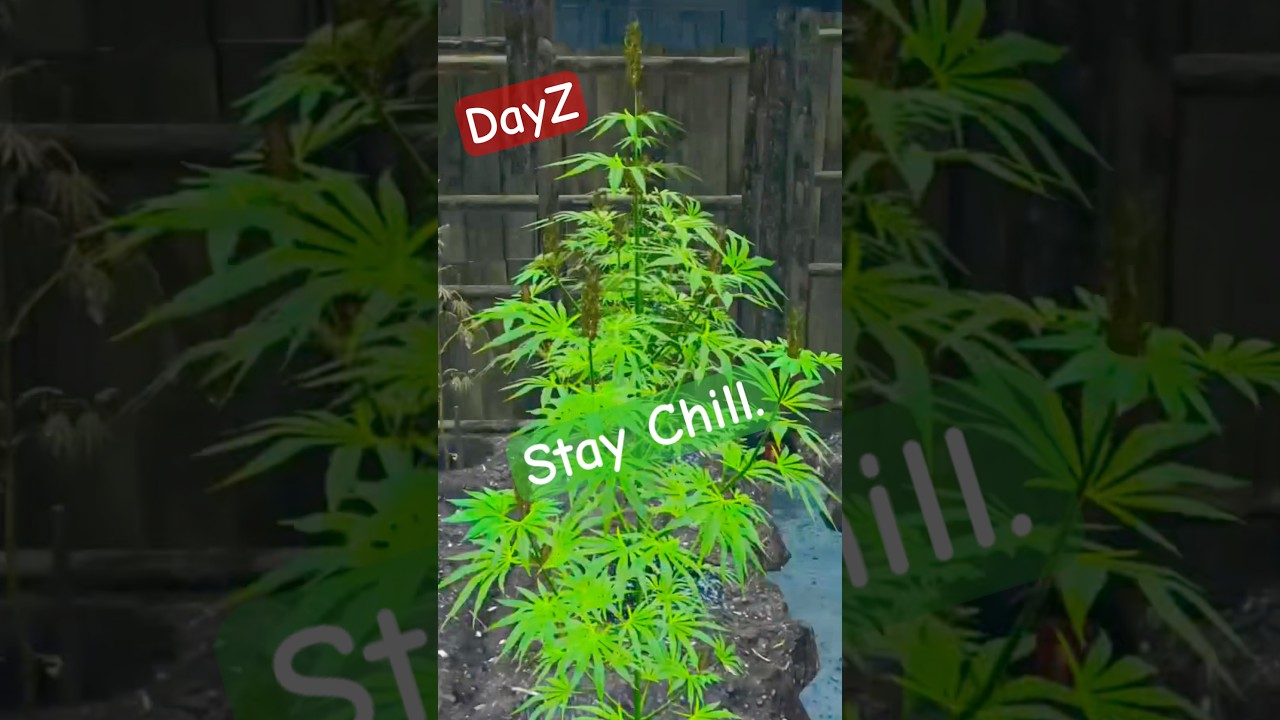 Kidnapped by the best employers ever! #dayz #survivalgame #farming #420 #gaming #bobmarley
