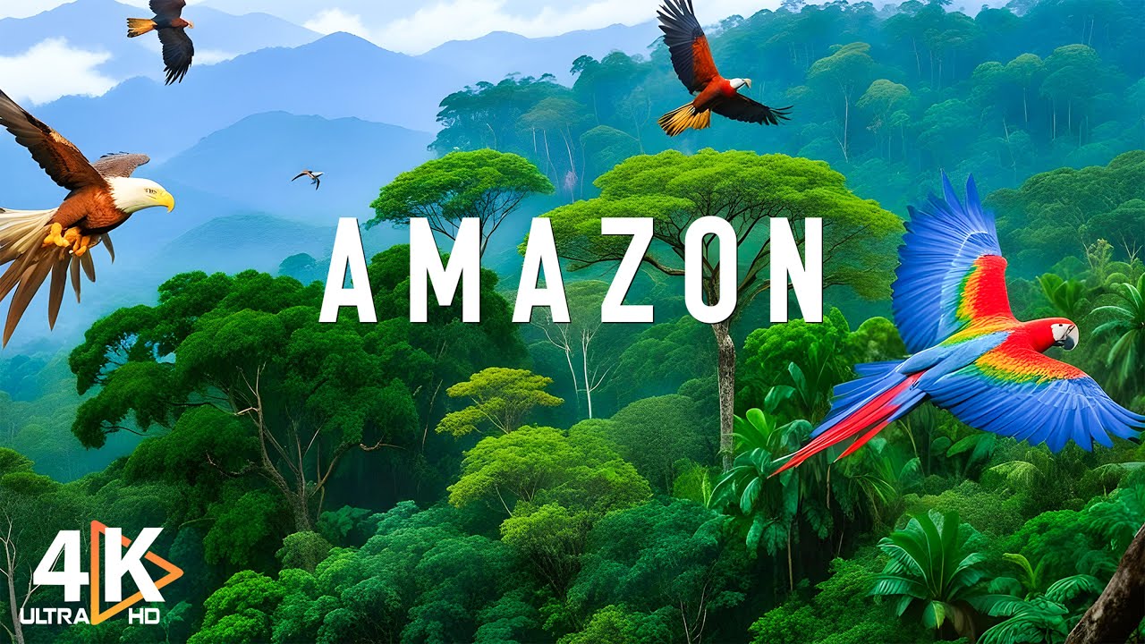 Amazon 4k | The World&rsquo;s Largest Tropical Rainforest | Relaxation Film with Calming Music - VIDEO 4K