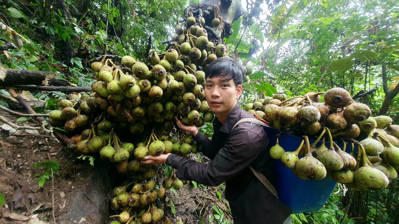 Harvest natural fruits and bring them to the market to sell | Triệu Văn Tính