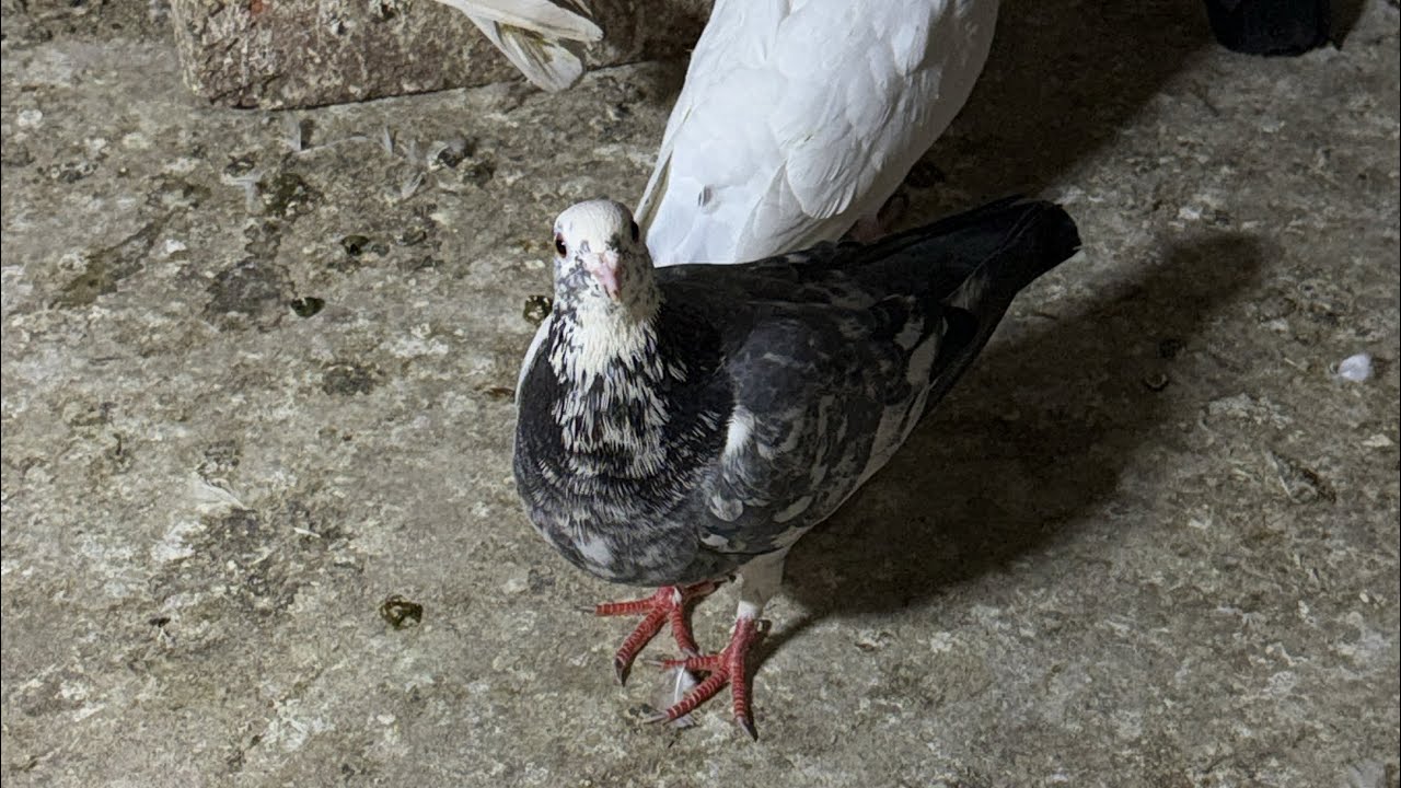 Zaman pigeon Care  is live
