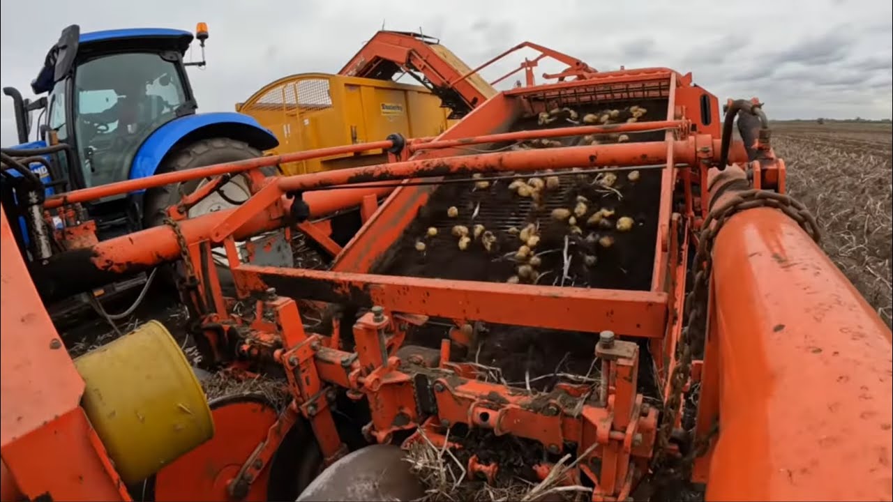 Урожай картофеля 2024 🥔🚜