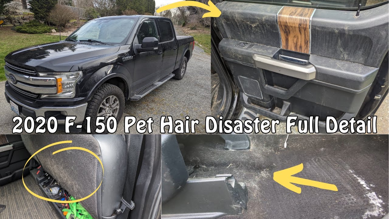 Dirty Dog Hair Disaster Truck Detail | 2020 Ford F-150 Full Detail | Lake Stevens Auto Detailing