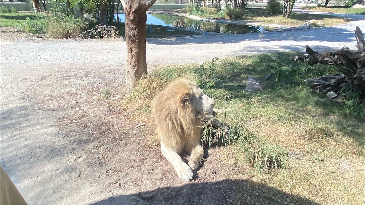 Dubai safari live @dubai0997 @desert_safari_dubai_uae @DubaiSafariPark 