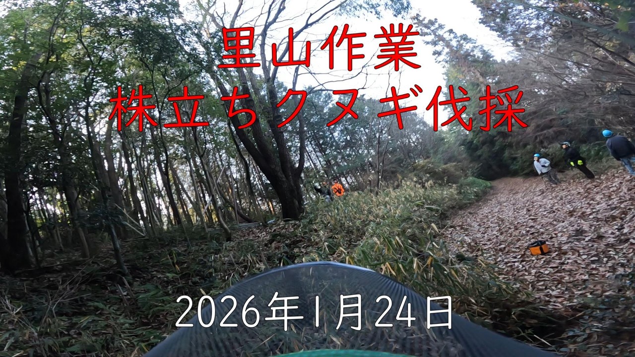 里山作業　株立ちクヌギ伐採　2026年1月24日